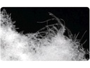 DOR Kopfkissen Senecio low Bio 50 x 70 cm