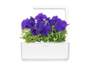 Click and Grow Saatgut Blaue Petunie 3er-Pack