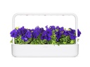 Click and Grow Saatgut Blaue Petunie 3er-Pack