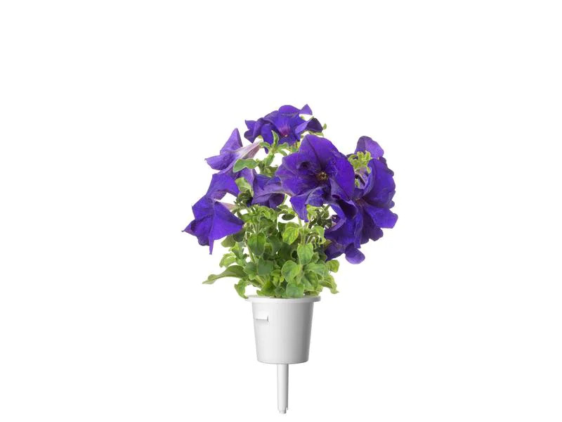 Click and Grow Saatgut Blaue Petunie 3er-Pack