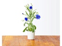 Click and Grow Saatgut Kornblume