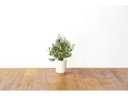 Click and Grow Saatgut Lavendel