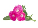 Click and Grow Saatgut Pinke Petunie 3er-Pack