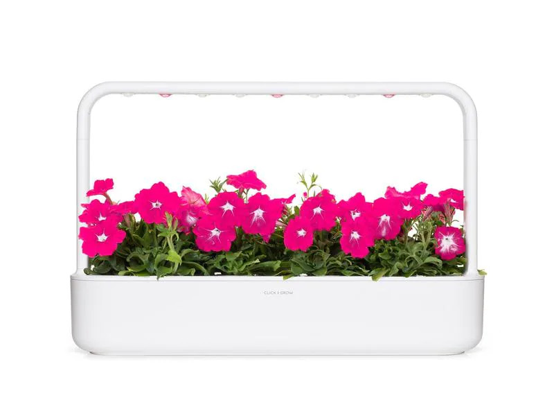 Click and Grow Saatgut Pinke Petunie 3er-Pack