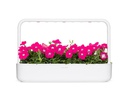Click and Grow Saatgut Pinke Petunie 3er-Pack