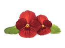 Click and Grow Saatgut Rotes Stiefmütterchen 3er-Pack