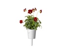 Click and Grow Saatgut Rotes Stiefmütterchen 3er-Pack