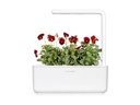 Click and Grow Saatgut Rotes Stiefmütterchen 3er-Pack
