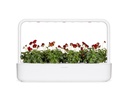 Click and Grow Saatgut Rotes Stiefmütterchen 3er-Pack