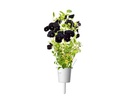 Click and Grow Saatgut Schwarzes Stiefmütterchen