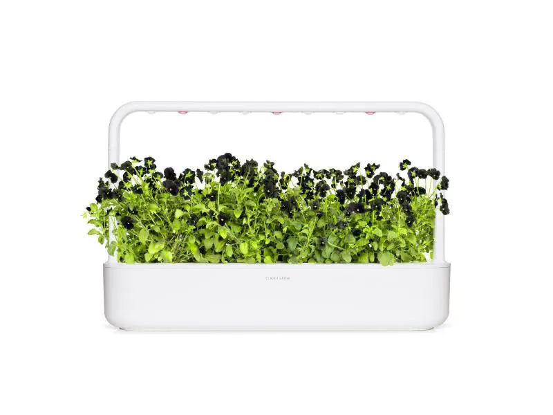 Click and Grow Saatgut Schwarzes Stiefmütterchen