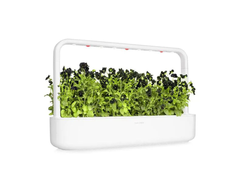 Click and Grow Saatgut Schwarzes Stiefmütterchen