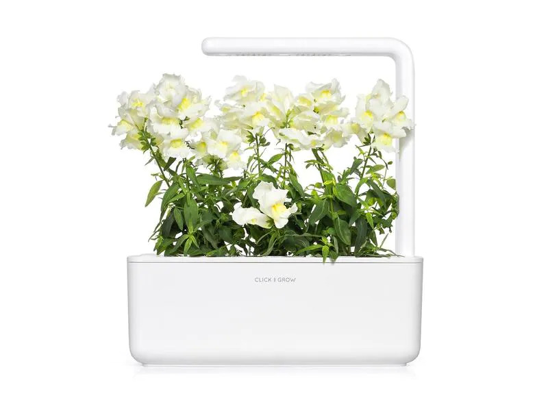 Click and Grow Saatgut Weisses Löwenmäulchen 3er-Pack