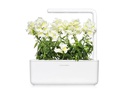 Click and Grow Saatgut Weisses Löwenmäulchen 3er-Pack