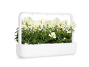 Click and Grow Saatgut Weisses Löwenmäulchen 3er-Pack