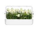 Click and Grow Saatgut Weisses Löwenmäulchen 3er-Pack