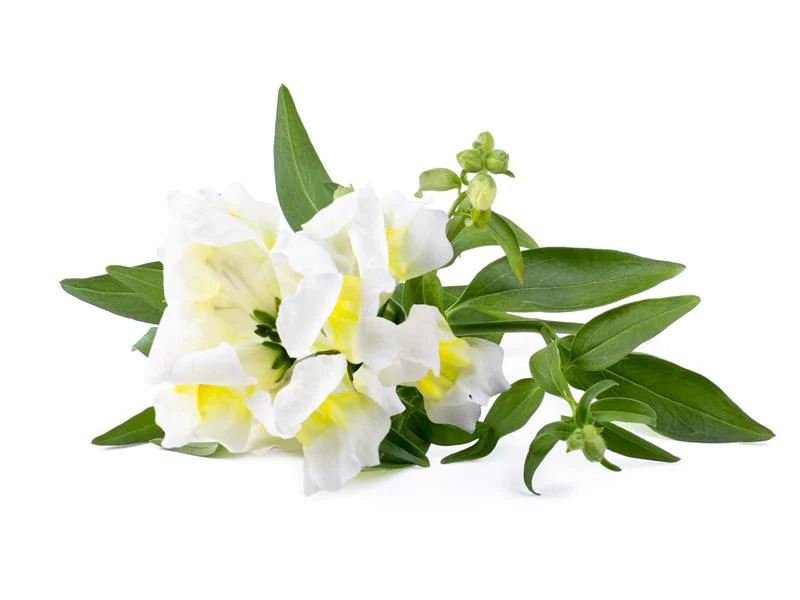 Click and Grow Saatgut Weisses Löwenmäulchen 3er-Pack