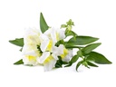 Click and Grow Saatgut Weisses Löwenmäulchen 3er-Pack