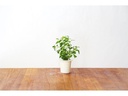 Click and Grow Saatgut Ysop
