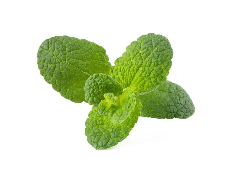 Click and Grow Saatgut Apfel-Minze, 3er-Pack