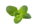 Click and Grow Saatgut Apfel-Minze, 3er-Pack