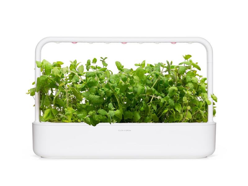 Click and Grow Saatgut Apfel-Minze, 3er-Pack