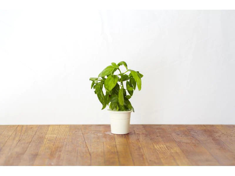 Click and Grow Saatgut Basilikum