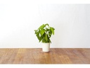 Click and Grow Saatgut Basilikum