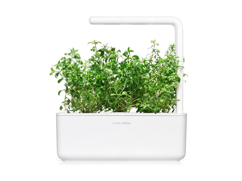 Click and Grow Saatgut Bergbohnenkraut, 3er-Pack