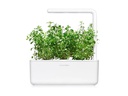 Click and Grow Saatgut Bergbohnenkraut, 3er-Pack