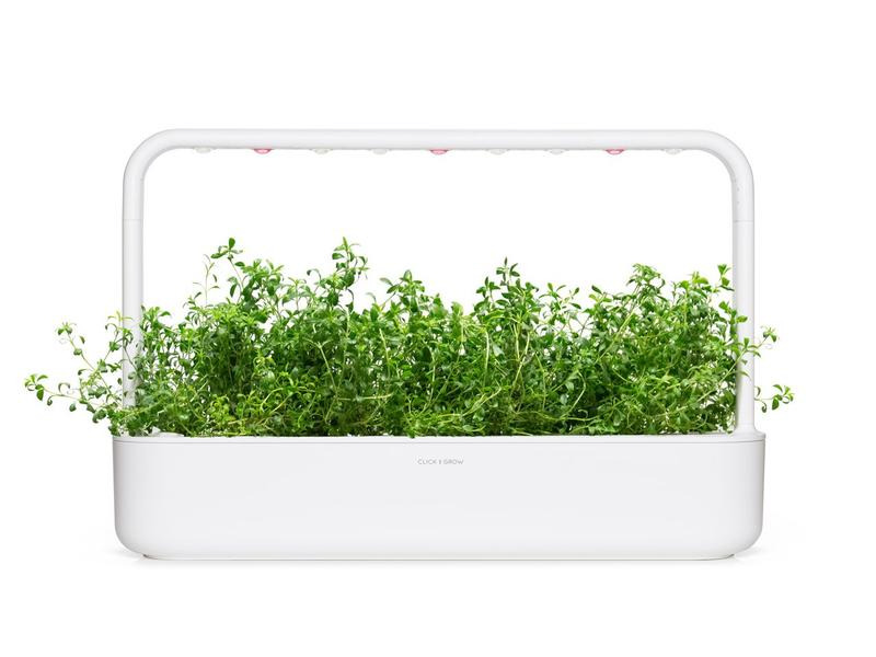 Click and Grow Saatgut Bergbohnenkraut, 3er-Pack
