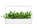 Click and Grow Saatgut Bergbohnenkraut, 3er-Pack