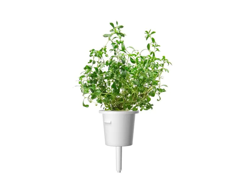 Click and Grow Saatgut Bergbohnenkraut, 3er-Pack