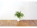 Click and Grow Saatgut Blattsenf