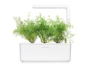 Click and Grow Saatgut Dill