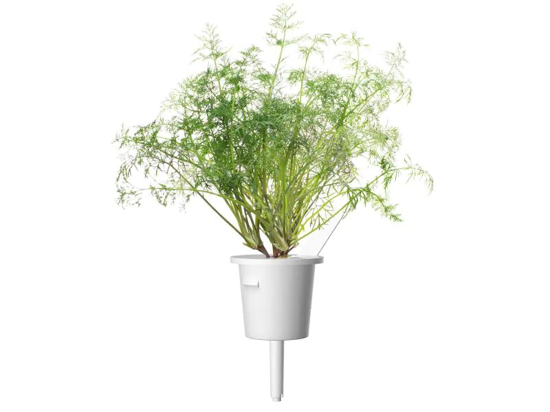 Click and Grow Saatgut Dill