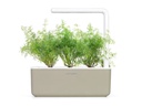 Click and Grow Saatgut Dill