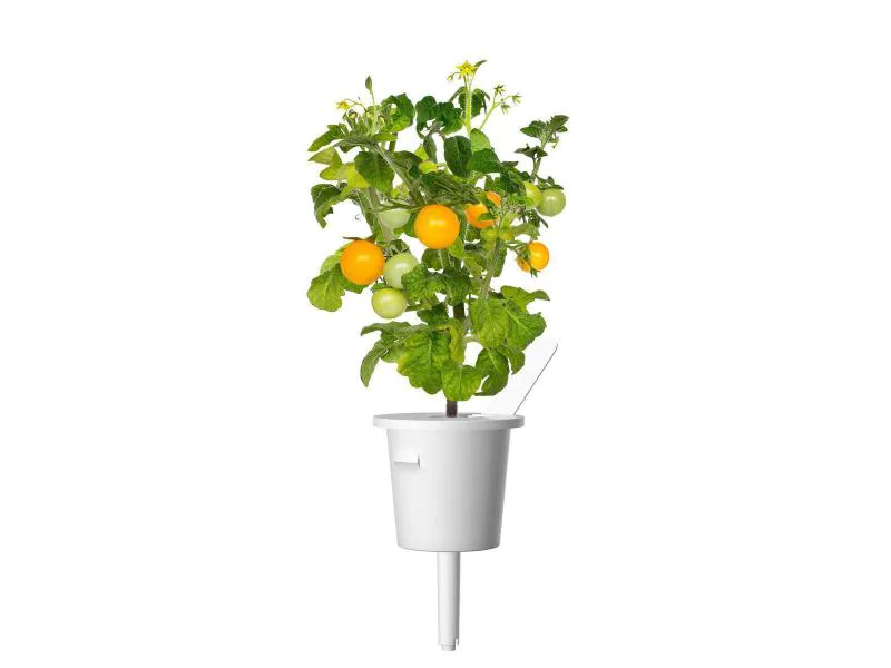 Click and Grow Saatgut Gelbe Cherrytomaten