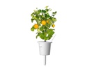Click and Grow Saatgut Gelbe Cherrytomaten