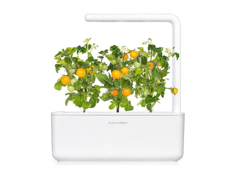 Click and Grow Saatgut Gelbe Cherrytomaten