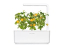 Click and Grow Saatgut Gelbe Cherrytomaten