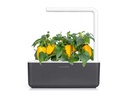 Click and Grow Saatgut Gelbe Peperoni