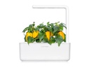 Click and Grow Saatgut Gelbe Peperoni