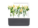 Click and Grow Saatgut Gelber Chili