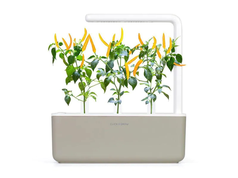 Click and Grow Saatgut Gelber Chili
