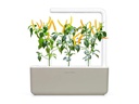 Click and Grow Saatgut Gelber Chili