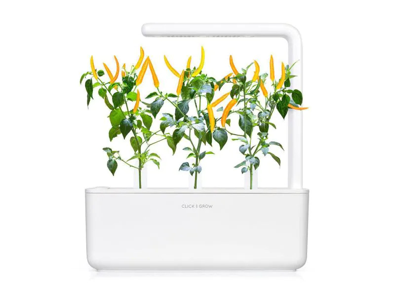 Click and Grow Saatgut Gelber Chili