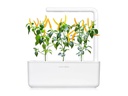 Click and Grow Saatgut Gelber Chili
