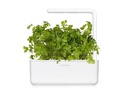 Click and Grow Saatgut Glatte Petersilie