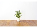 Click and Grow Saatgut Katzenminze